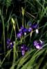 Iris Sanguinea Extract 